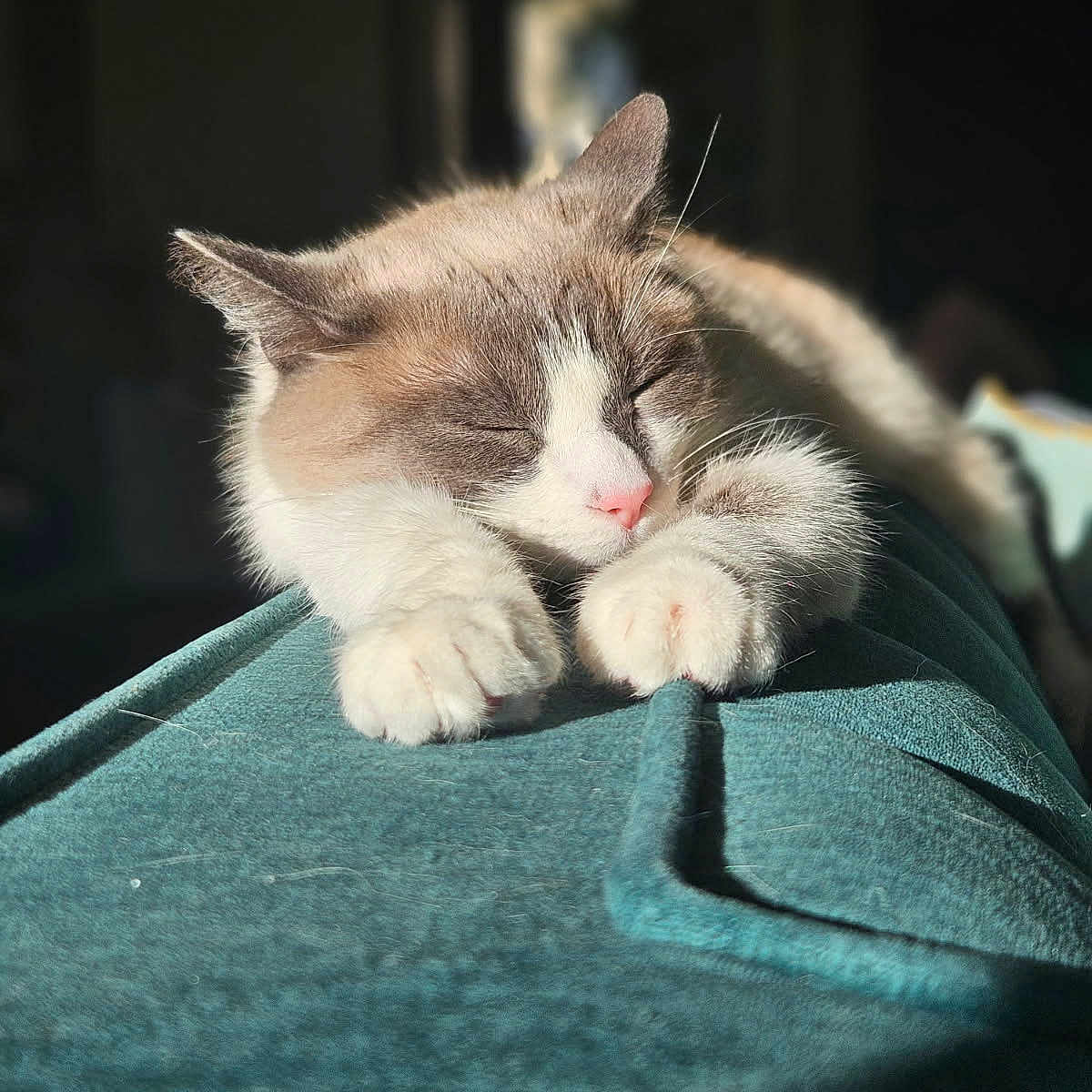Ruby participe au concours pour gagner de l'argent avec cette photo : blanket, calm, cat, closeup, comfortable, cozy, cute, feline, fur, indoor, nap, paws, pet, pink_nose, relaxed, resting, sleeping, soft_light, warm_light, whiskers