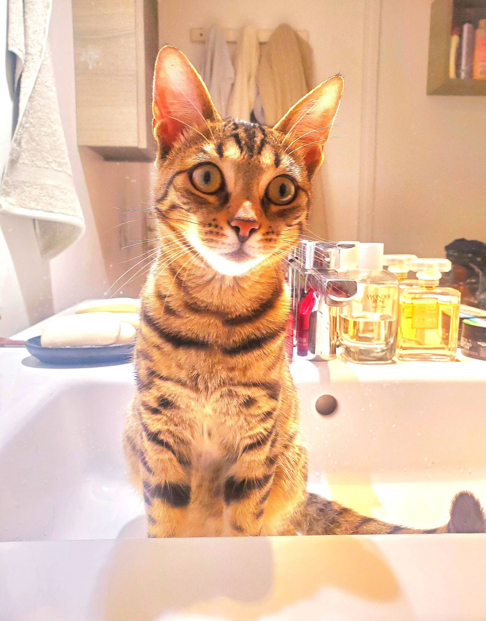 Tayla a rejoint le concours — aidez-le/la à gagner de superbes lots ! carnivore, cat, comfort, domestic_short_haired_cat, felidae, fur, metal, paw, picture_frame, room, sitting, small_to_medium_sized_cats, snout, tail, terrestrial_animal, whiskers, wildlife