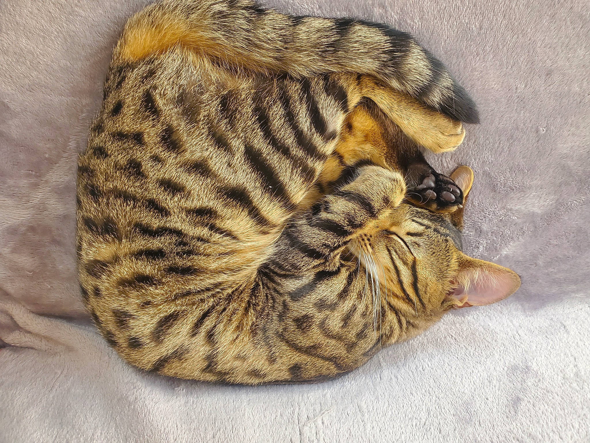 Tayla participe au concours pour gagner de l'argent avec cette photo : big_cats, cap, carnivore, cat, comfort, domestic_short_haired_cat, fawn, felidae, fur, nap, pattern, small_to_medium_sized_cats, snout, tail, terrestrial_animal, thread, whiskers, wildlife, wool, woolen