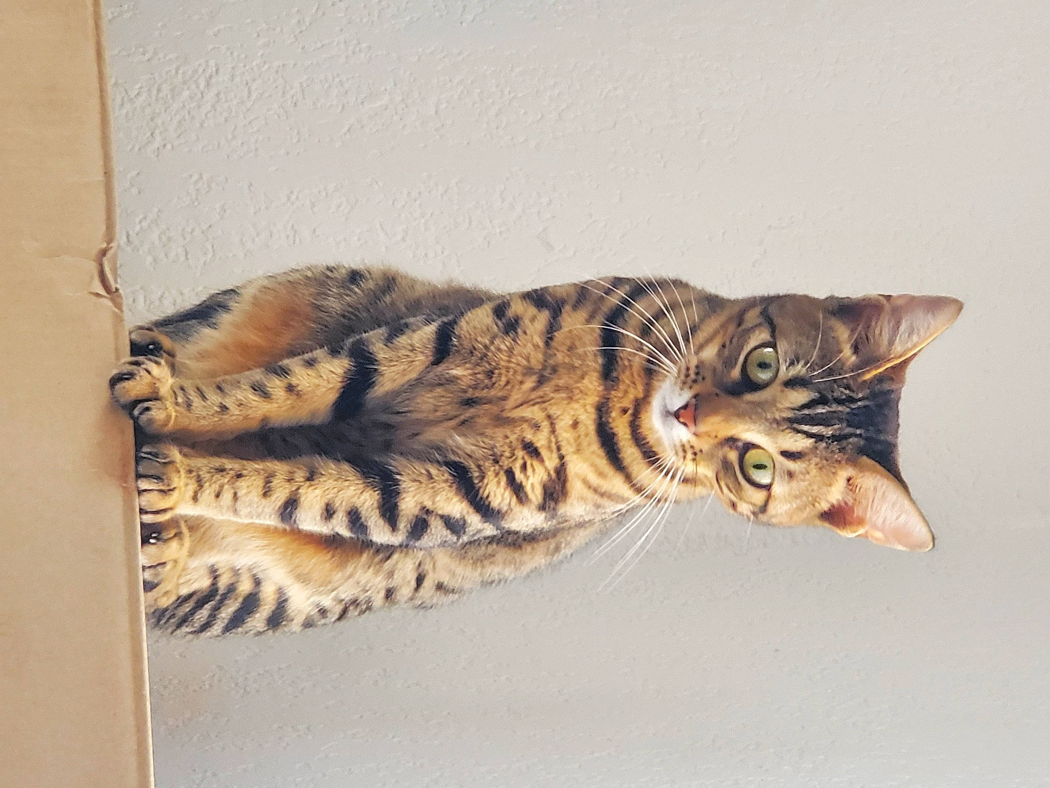 Tayla participe au concours pour gagner de l'argent avec cette photo : carnivore, cat, claw, domestic_short_haired_cat, felidae, foot, fur, metal, paw, small_to_medium_sized_cats, snout, tail, terrestrial_animal, whiskers, wildlife, wood