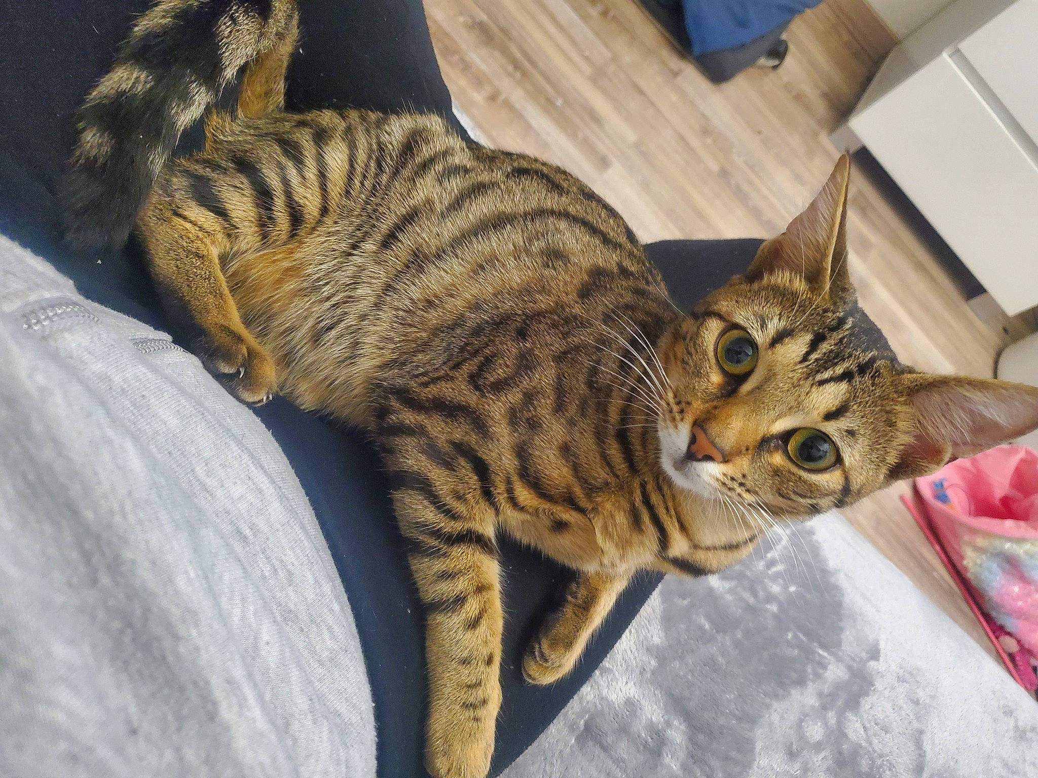 Tayla a rejoint le concours — aidez-le/la à gagner de superbes lots ! carnivore, cat, claw, comfort, domestic_short_haired_cat, felidae, fur, paw, small_to_medium_sized_cats, snout, tail, terrestrial_animal, whiskers, wildlife, wood