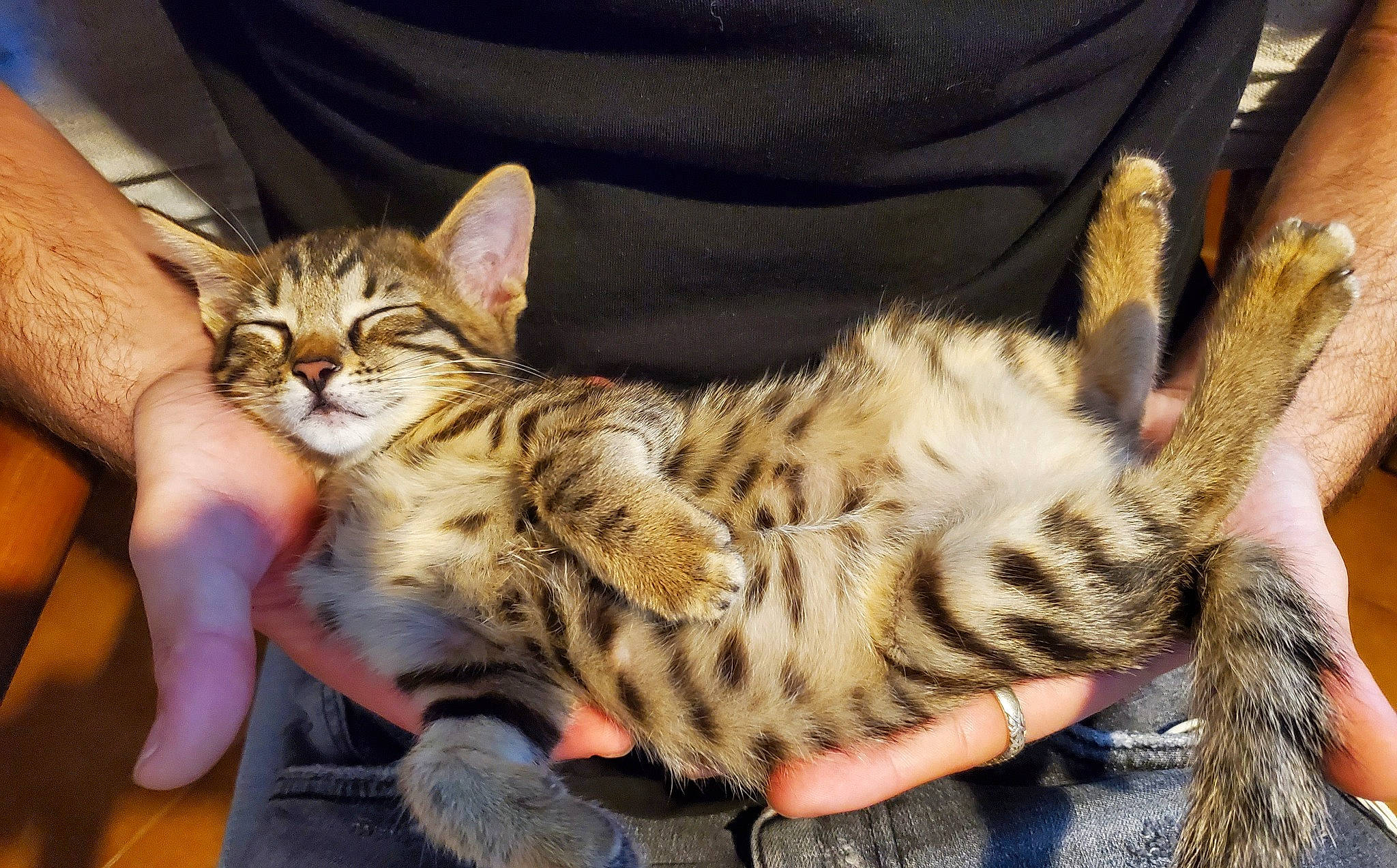 Tayla a rejoint le concours — aidez-le/la à gagner de superbes lots ! carnivore, cat, claw, comfort, domestic_short_haired_cat, felidae, fur, paw, sitting, small_to_medium_sized_cats, snout, terrestrial_animal, whiskers