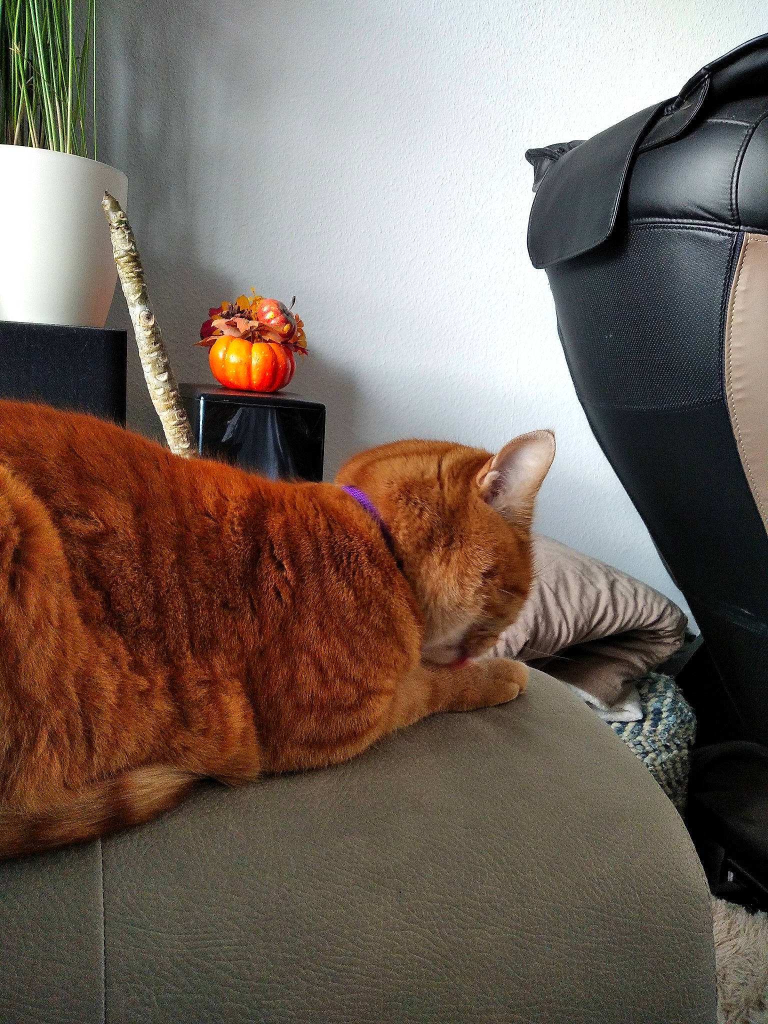 Merlin a rejoint le concours — aidez-le/la à gagner de superbes lots ! boot, carnivore, cat, comfort, felidae, flowerpot, fur, houseplant, lamp, leather, orange, peach, small_to_medium_sized_cats, tail, whiskers