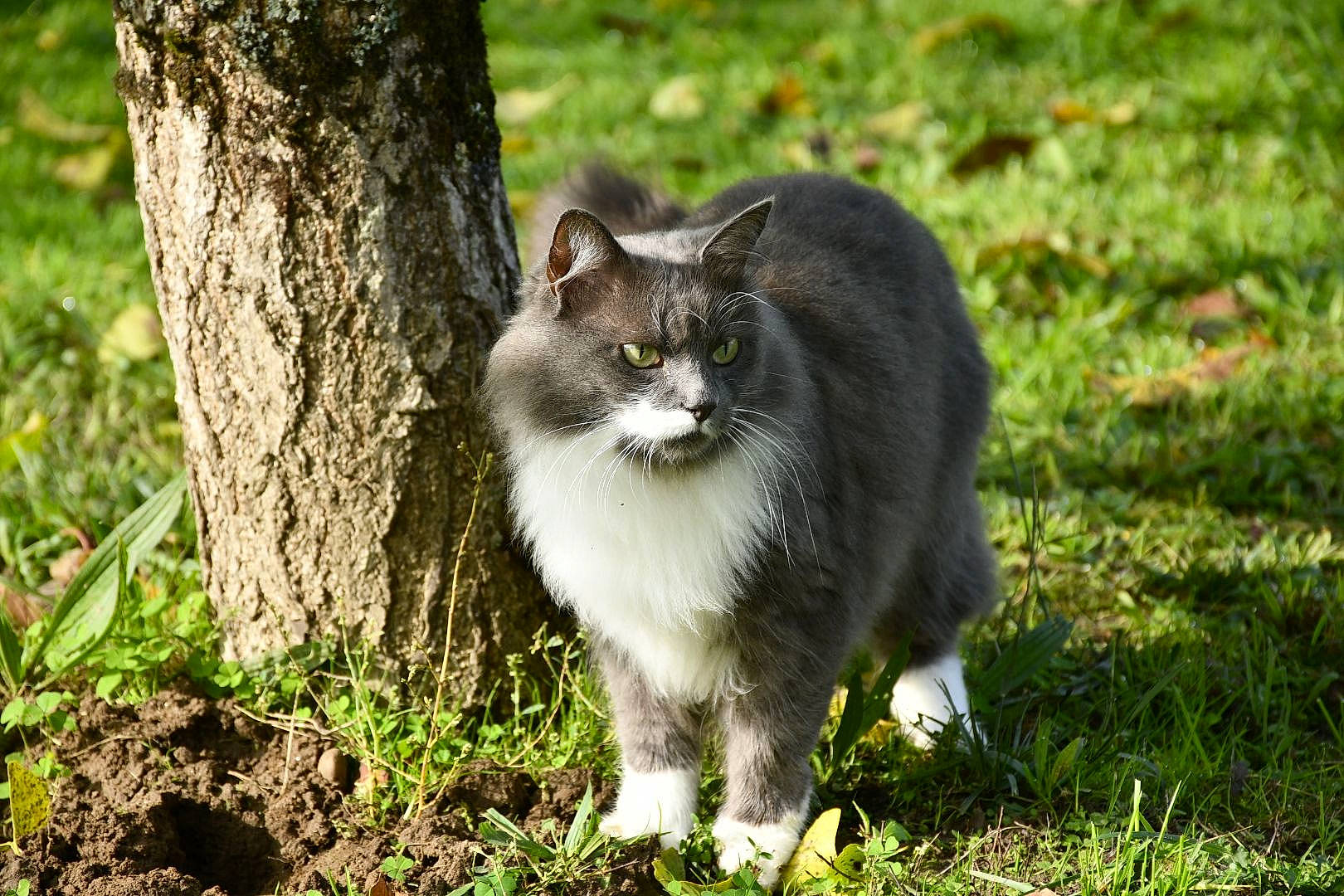 Minie a rejoint le concours — aidez-le/la à gagner de superbes lots ! british_semi_longhair, carnivore, cat, domestic_long_haired_cat, domestic_short_haired_cat, european_shorthair, felidae, grass, mammal, norwegian_forest_cat, plant, siberian, small_to_medium_sized_cats, snout, tail, tree, whiskers, wild_cat, wildlife