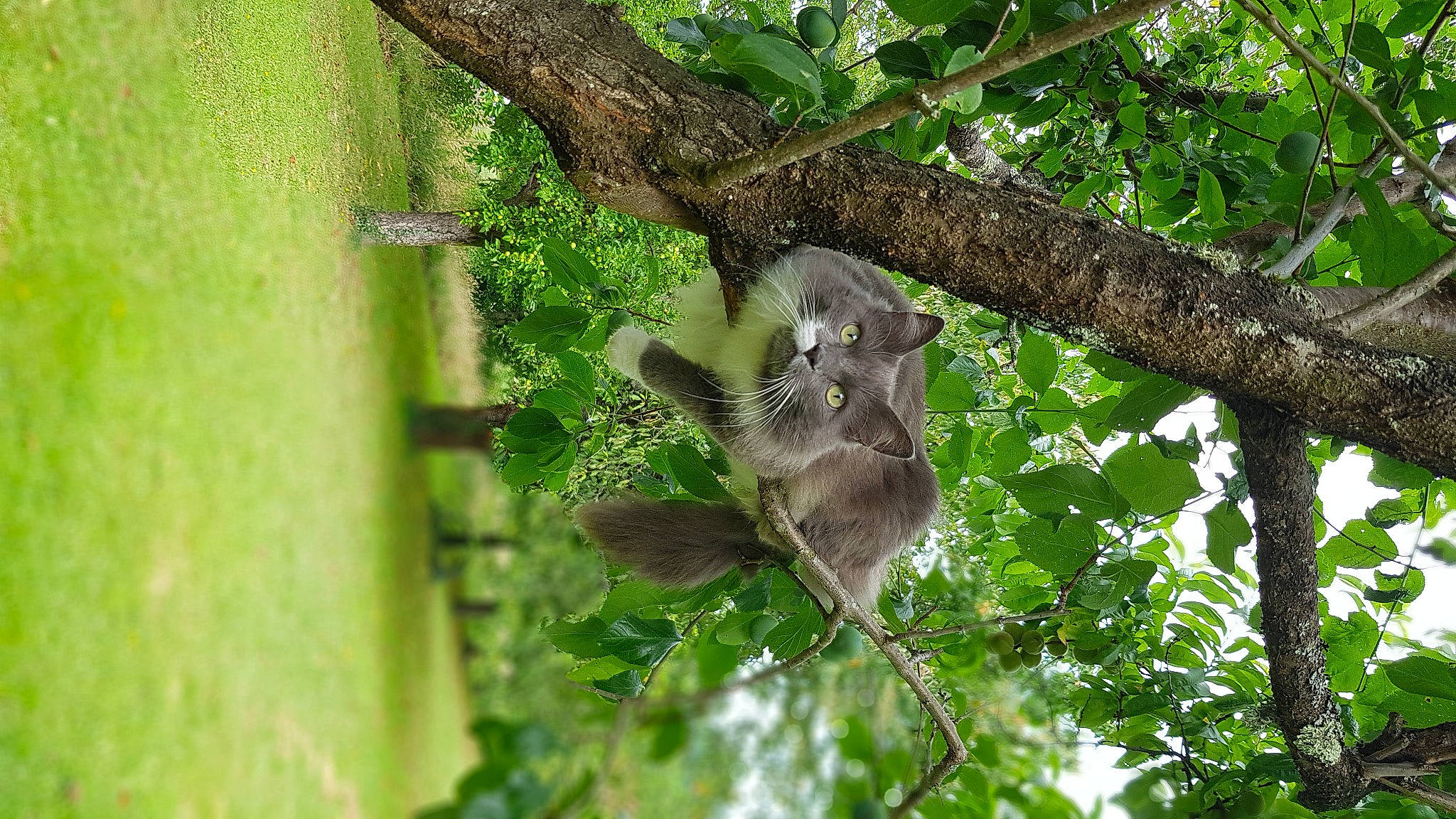 Minie participe au concours pour gagner de l'argent avec cette photo : branch, forest, grass, green, groundcover, jungle, koala, marsupial, plant, rodent, snout, terrestrial_animal, terrestrial_plant, tree, trunk, twig, wildlife, wood, woody_plant