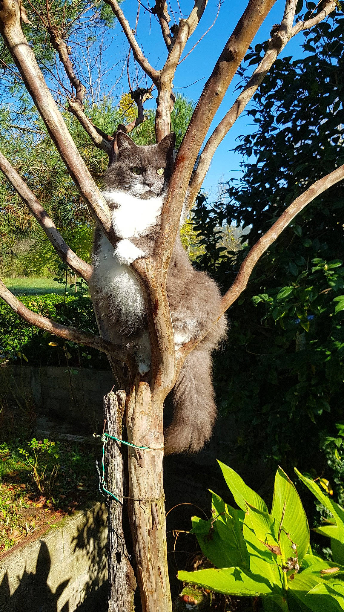 Minie participe au concours pour gagner de l'argent avec cette photo : koala, plant, tree, wildlife, zoo