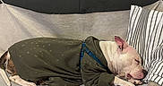 Blessed is registered to the contest to win money with this photo: animal, blanket, canine, couch, cozy, dog, domestic, ears, fur, home, hoodie, indoor, paw, pet, pillow, relaxed, resting, sleeping, snout, striped_pillow