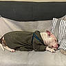 Blessed is registered to the contest to win money with this photo: dog, sleeping, hoodie, couch, pillow, striped_pillow, blanket, resting, indoor, pet, canine, cozy, relaxed, fur, ears, snout, paw, domestic, animal, home