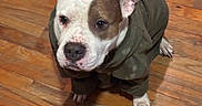 Blessed joined the competition — help win amazing prizes! dog, hoodie, brown_and_white, wooden_floor, pet, canine, indoor, cute, sitting, looking_up, paw, ears, snout, fur, animal, companion, friendly, domestic, portrait, casual