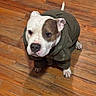 dog, hoodie, brown_and_white, wooden_floor, pet, canine, indoor, cute, sitting, looking_up, paw, ears, snout, fur, animal, companion, friendly, domestic, portrait, casual