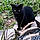 Mr Binx