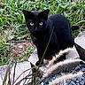 animal, black_cat, cat, closeup, daylight, eyes, feline, fur, garden, grass, greenery, leaf, mammal, nature, outdoor, pet, plant, sitting, stone, wildlife