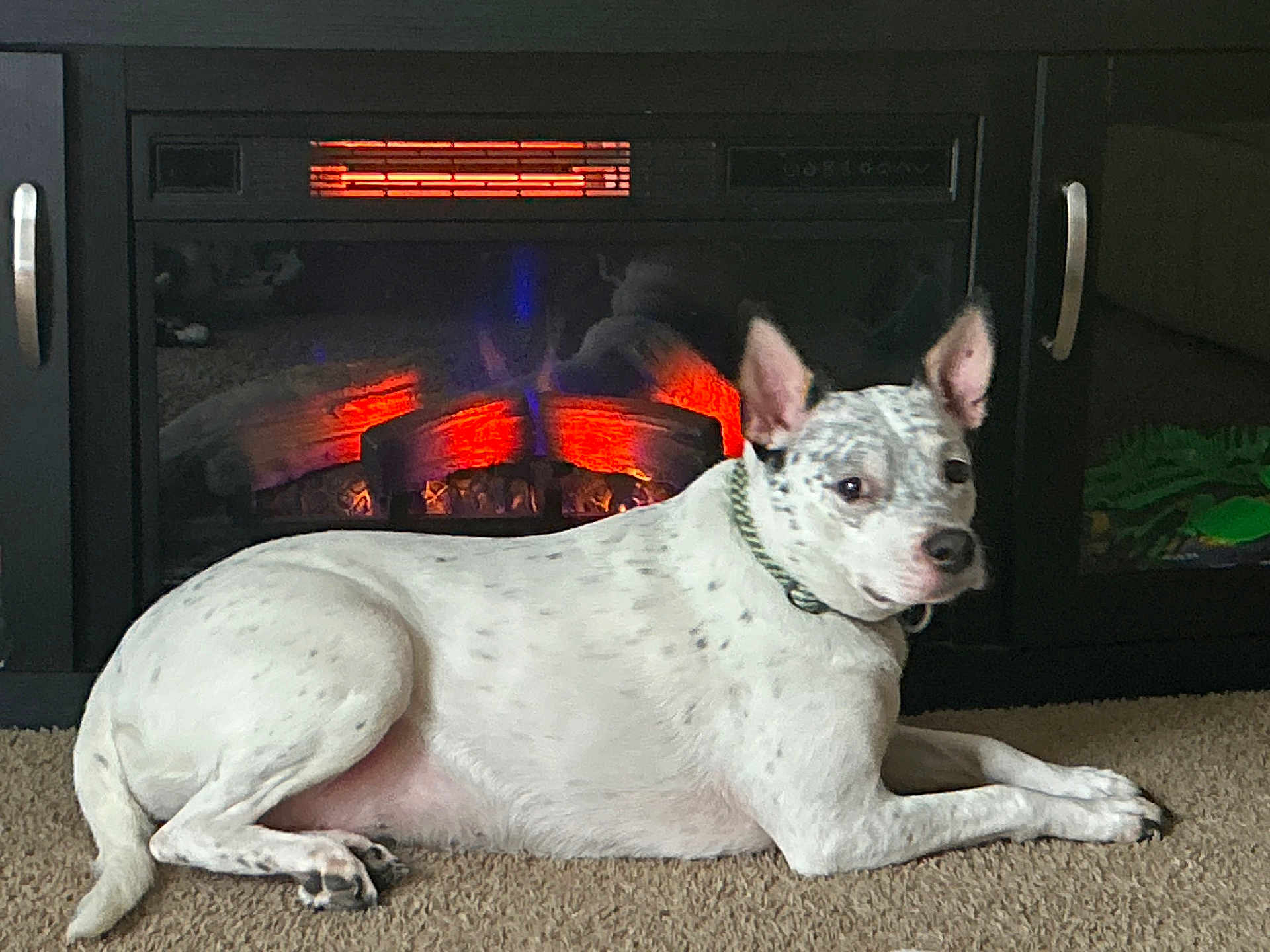 Aphrodite is registered to the contest to win money with this photo: dog, white_dog, spotted, carpet, fireplace, electric_fireplace, indoor, pet, relaxed, home, furniture, cozy, warm, lying_down, ears_up, collar, living_room, animal, domestic_animal, comfort