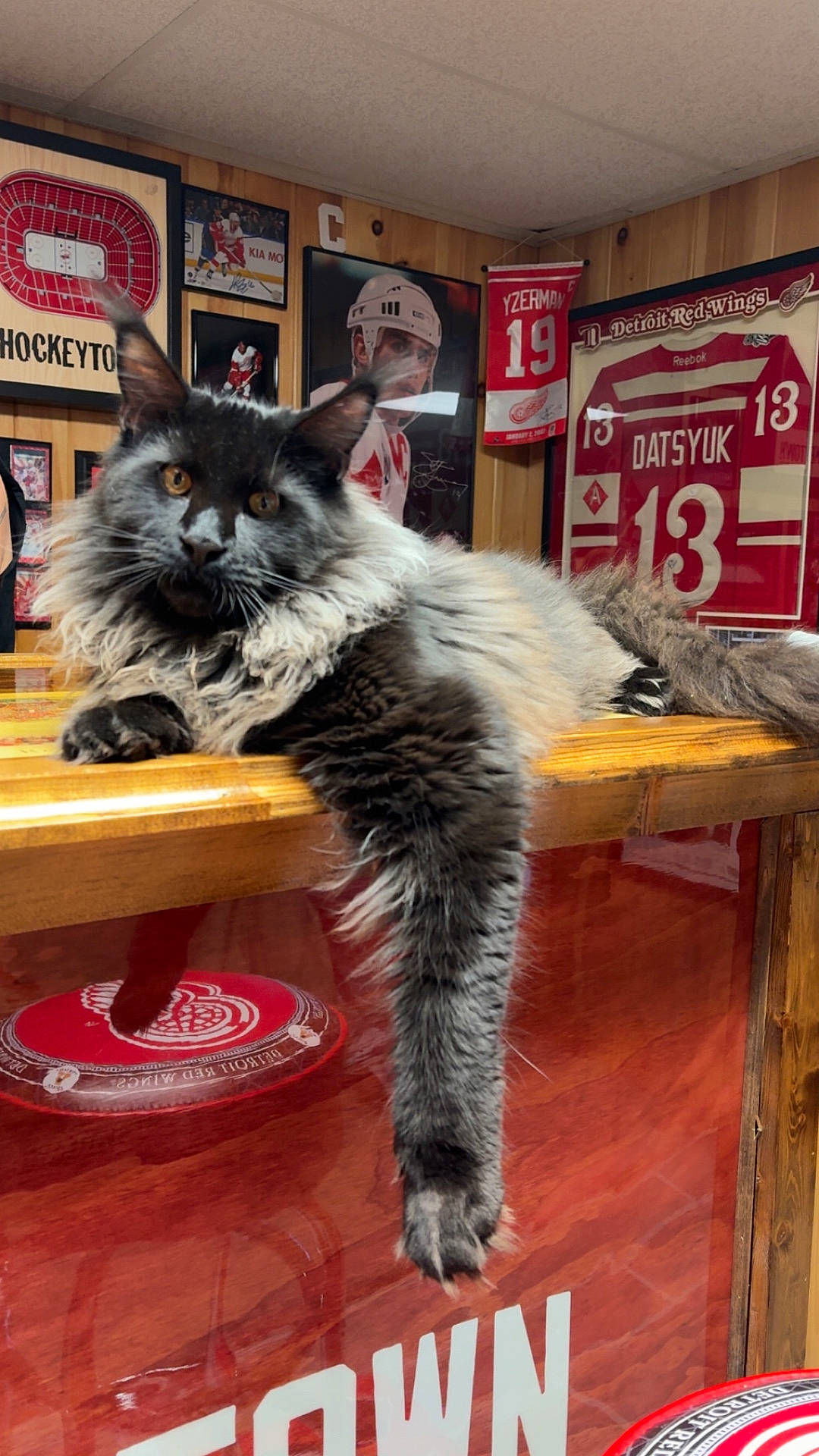 Bowie joined the competition — help win amazing prizes! Detroit_Red_Wings, animal, banner, cat, fan_cave, fluffy, hockey, indoor, jersey, long_fur, lounging, orange_eyes, paw, pet, relaxed, sports_memorabilia, tabletop, vintage, wall_art, wooden_counter