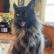 Bowie joined the competition — help win amazing prizes! cat, fluffy, black_cat, pet, indoor, living_room, furniture, window, plant, blanket, wood_floor, decor, tongue_out, close_up, sitting, portrait, domestic_animal, cozy, relaxed, feline