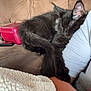 kitten, cat, sleeping, black_cat, couch, blanket, arm, person, indoor, cozy, furry, pet, resting, relaxing, furniture, soft, nap, domestic_animal, closeup, casual