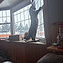 Bowie joined the competition — help win amazing prizes! cat, window, snow, indoor, wood_paneling, box, sill, furniture, pet, animal, curtain, glass, tree, winter, leaves, light, shadow, cozy, house, deck
