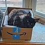 Bowie joined the competition — help win amazing prizes! amazon_box, amber_eyes, animal, black_cat, box, cat, cozy, curious, cushion, daylight, feline, fur, indoor, pet, resting, small_space, soft, window, windowsill, wood