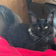Bowie is registered to the contest to win money with this photo: cat, black_cat, fluffy, indoor, pet, animal, feline, resting, blanket, red_blanket, tail, ears, fur, eyes, cozy, household, relaxed, cute, domestic_cat, mammal