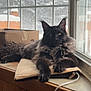Bowie joined the competition — help win amazing prizes! cat, black_cat, fluffy, windowsill, window, snow, winter, indoor, cozy, feline, pet, resting, fur, natural_light, box, wood, quiet, calm, mammal, relaxed