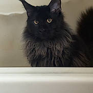Bowie is registered to the contest to win money with this photo: cat, black_cat, yellow_eyes, fluffy_fur, bathtub, indoor, pet, animal, feline, curious, portrait, mammal, whiskers, ears, sitting, looking, face, domestic_cat, furry, bathroom