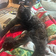 Bowie is registered to the contest to win money with this photo: cat, black_cat, fluffy_fur, blanket, colorful, holiday_theme, living_room, wooden_walls, furniture, relaxed, indoor, cozy, pet, animal, resting, curious, soft_lighting, couch, home, fur