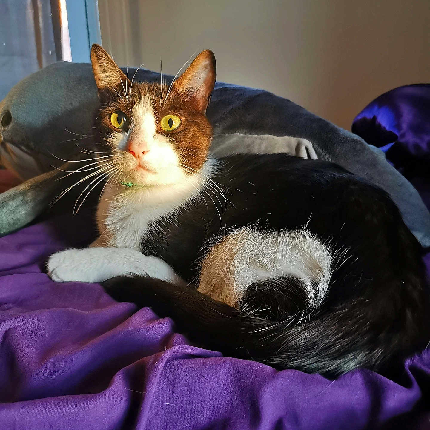 Zenith is registered to the contest to win money with this photo: abyssinian, animal, bed, bedroom, blanket, cat, couch, cushion, furniture, homedecor, indoors, kitten, manx, person, pet, purple, quilt, room, sleeping, velvet