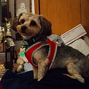 Banditt joined the competition — help win amazing prizes! animal, background, canine, clutter, collar, companion, cute, dog, domestic, ears, framed_pictures, fur, furniture, harness, indoor, looking_away, pet, small_dog, toy, wooden