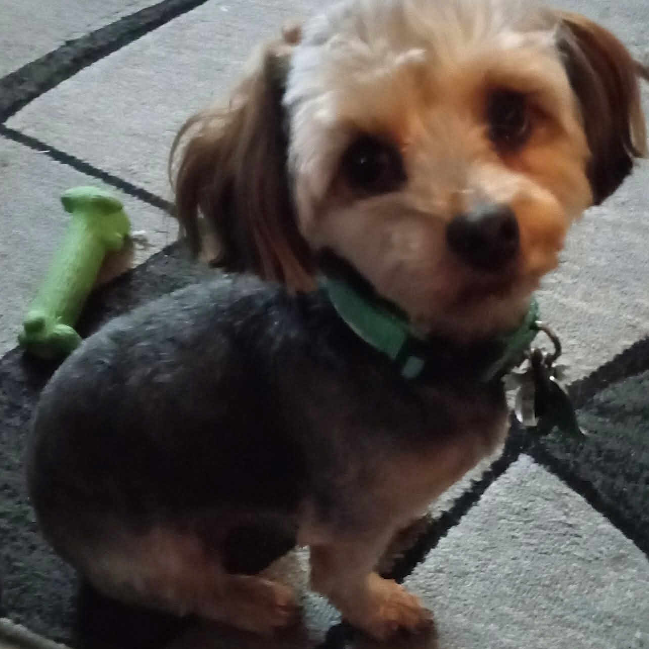 Banditt joined the competition — help win amazing prizes! animal, brown_ears, carpet, companion, curious, cute, dog, domestic, floor, fur, green_collar, home, indoor, looking, mammal, pet, playing, sitting, small_dog, toy