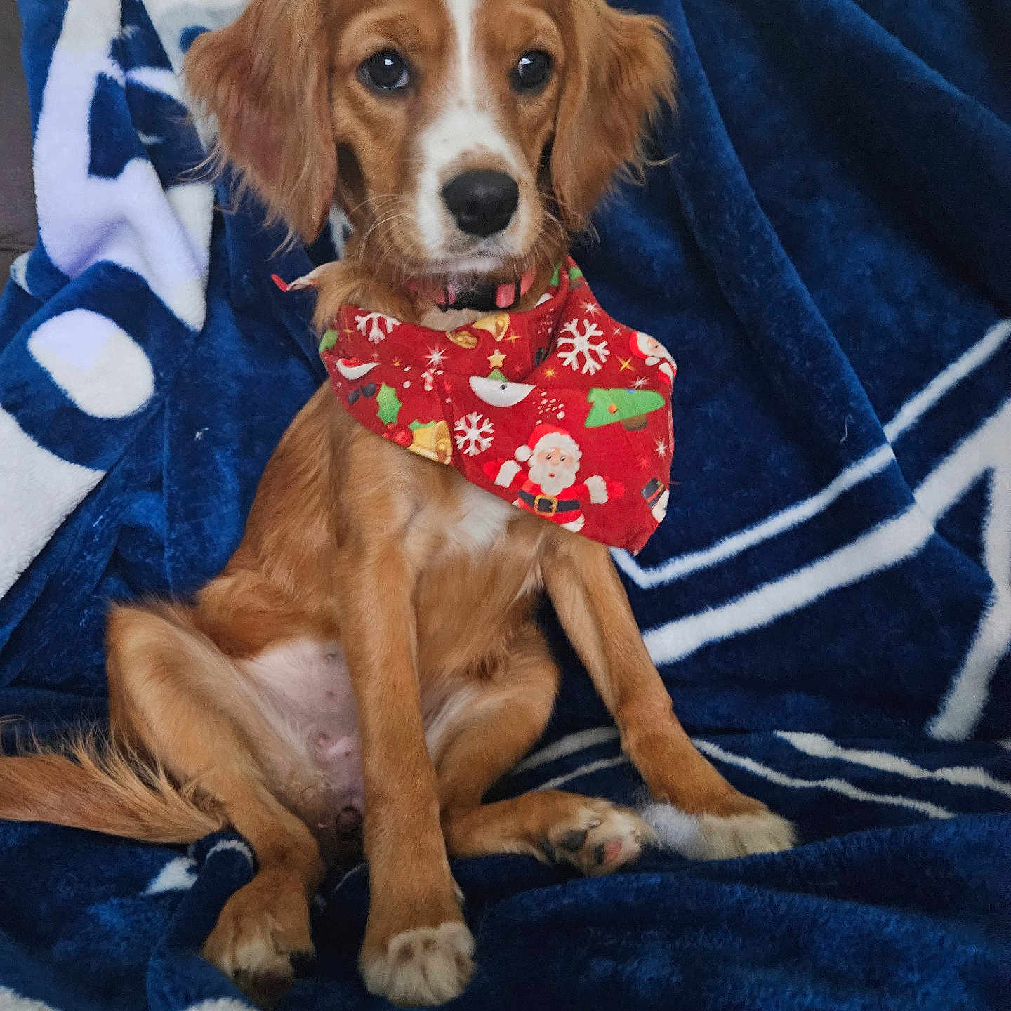 Pearl is registered to the contest to win money with this photo: accessories, animal, bandana, beagle, blanket, canine, clothing, cockerspaniel, dog, formalwear, goldenretriever, headband, homedecor, hound, linen, pet, puppy, quilt, scarf, towel