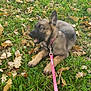 alert, animal, autumn, canine, cute, dog, fallen_leaves, german_shepherd, grass, greenery, leaf_litter, leash, lying_down, nature, outdoor, pet, pink_leash, playful, puppy, young_dog