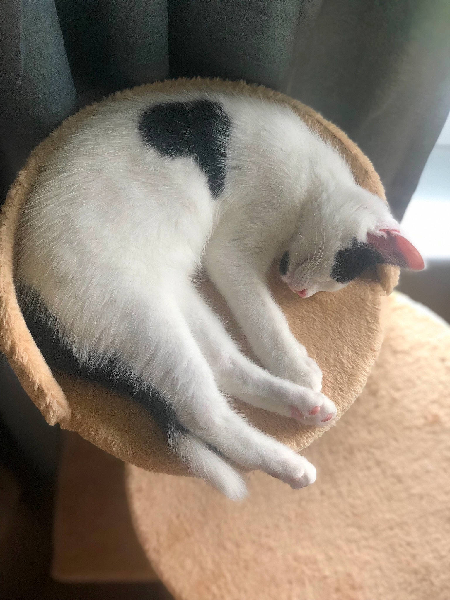 Tom is registered to the contest to win money with this photo: carnivore, cat, claw, fawn, felidae, fur, hand, nail, paw, small_to_medium_sized_cats, snout, tail, whiskers