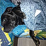 animal, black_dog, blanket, blue_blanket, closeup, comfort, cozy, crocheted_blanket, cushion, dog, floral_pattern, fur, home, indoor, lying_down, paw, pet, relaxed, resting, snug