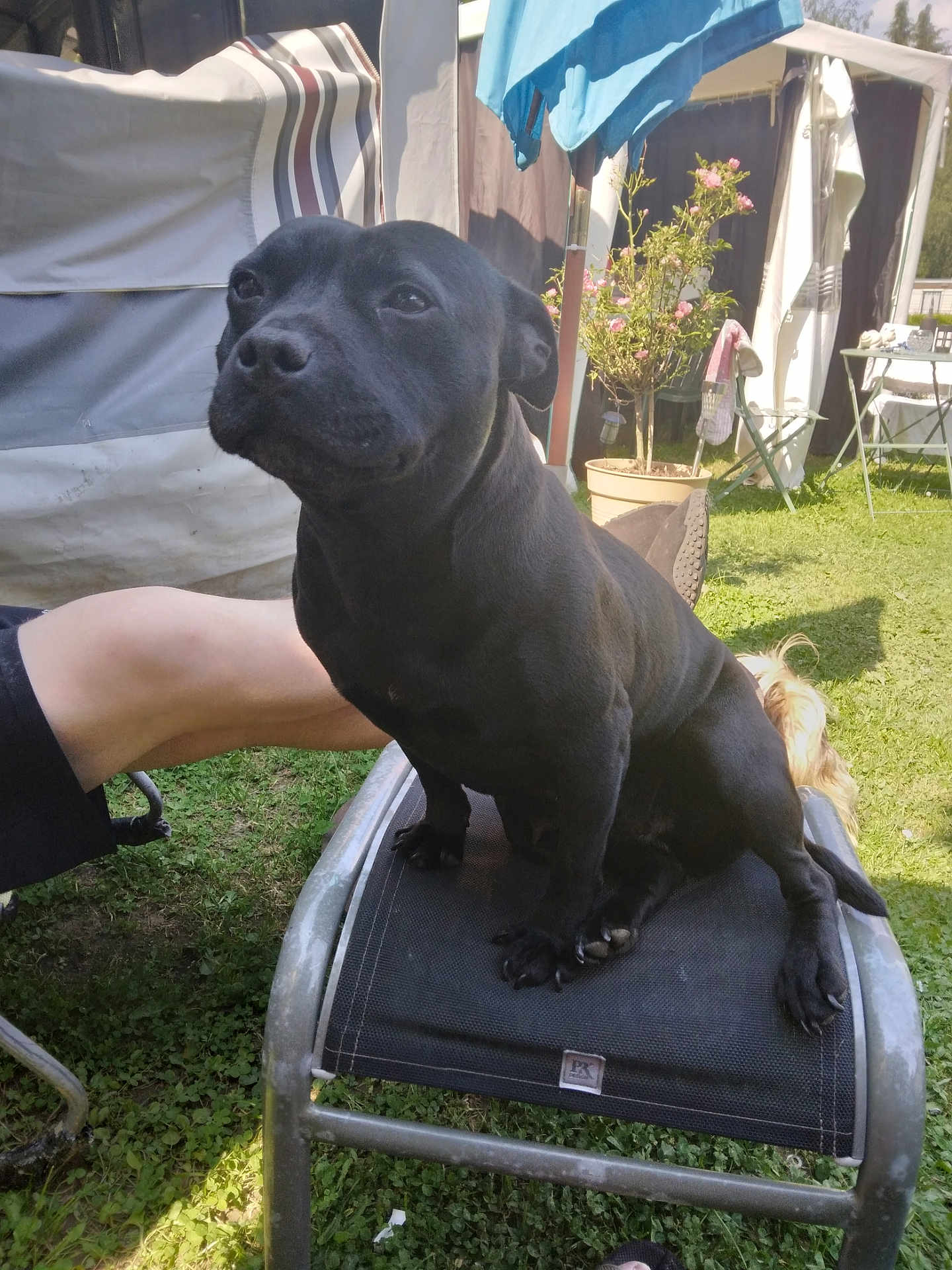 Prada participe au concours pour gagner de l'argent avec cette photo : black_dog, dog, pet, lounge_chair, outdoor, garden, grass, potted_plant, person_leg, sunlight, relaxed, animal, canine, chair, summer, nature, backyard, shade, resting, happy