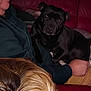 man, dog, black_dog, long_hair_dog, couch, red_couch, indoor, person, glasses, relaxed, seated, pet, cozy, blanket, resting, fur, living_room, casual_clothing, home, portrait