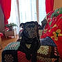 animal, black_dog, blanket, couch, cozy, crocheted_blanket, curtains, decor, dog, furniture, gingerbread, home, indoor, living_room, natural_light, pet, potted_plant, red_curtains, relaxed, window