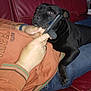 dog, black_dog, person, hand, phone, couch, red_couch, jeans, sweater, orange_sweater, indoor, relaxing, pet, companion, casual, leather, furniture, resting, domestic, home