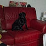Prada participe au concours pour gagner de l'argent avec cette photo : dog, black_dog, red_couch, leather_couch, living_room, floor, wooden_floor, person, footwear, knit_slippers, shoe, pillow, wall, table, photo_frame, indoor, seated, pet, reflection, cozy