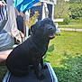 Prada a rejoint le concours — aidez-le/la à gagner de superbes lots ! dog, black_dog, outdoor, grass, lawn, sunlight, flower, tent, chair, pet, smiling_dog, canine, summer, happy, nature, animal, resting, greenery, daytime, tongue_out