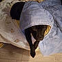 animal, bed, black_dog, blanket, blanket_hood, companion, cozy, cute, dog, domestic, floor, fluffy_dog, indoor, looking, lying_down, pet, relaxed, resting, small_dog, wooden_floor