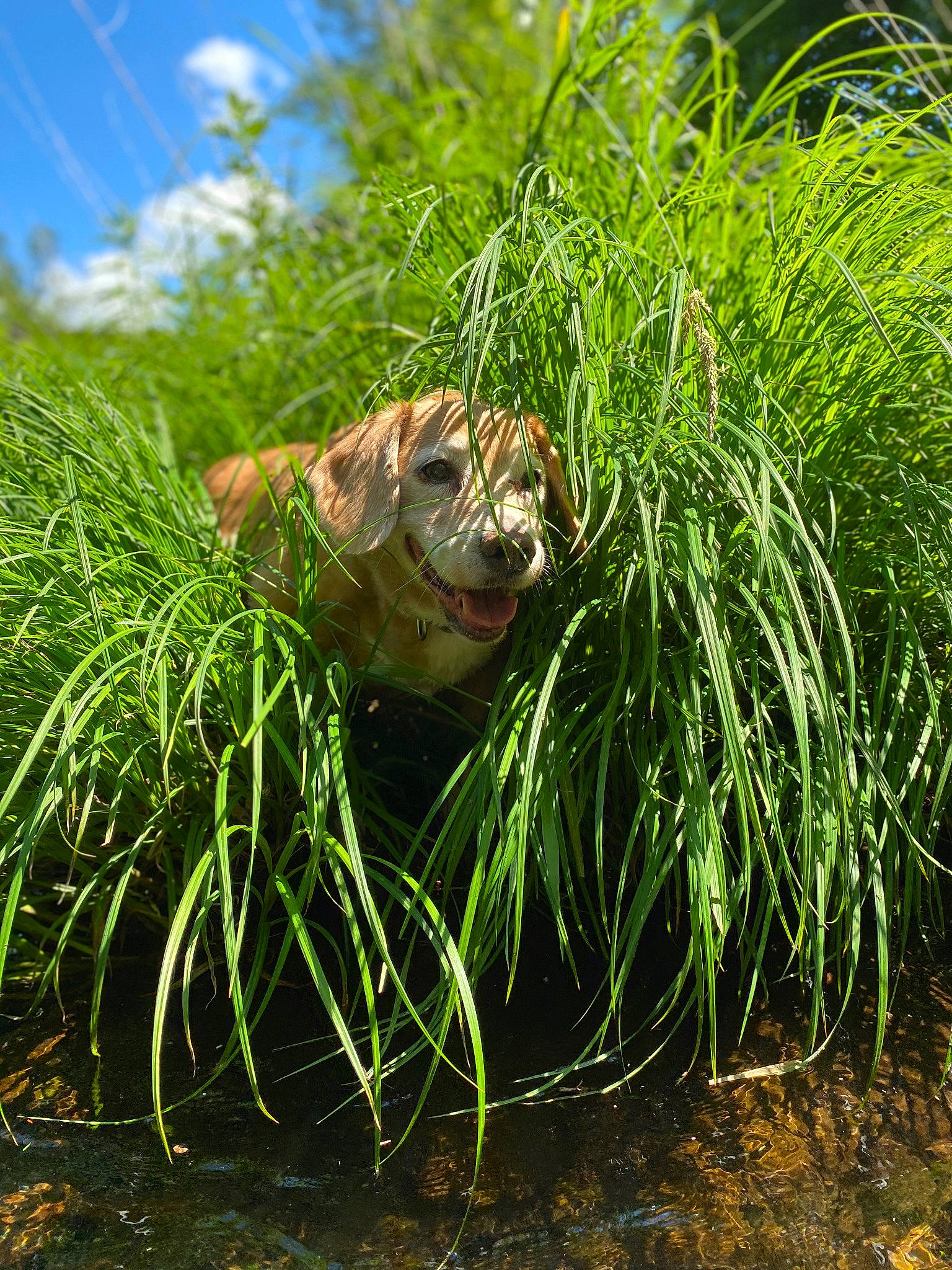 Honey is registered to the contest to win money with this photo: amphibian, aquatic_plant, cloud, fawn, felidae, grass, grassland, groundcover, landscape, natural_landscape, people_in_nature, plant, plant_community, reptile, sky, terrestrial_animal, terrestrial_plant, toad, true_toad, whiskers