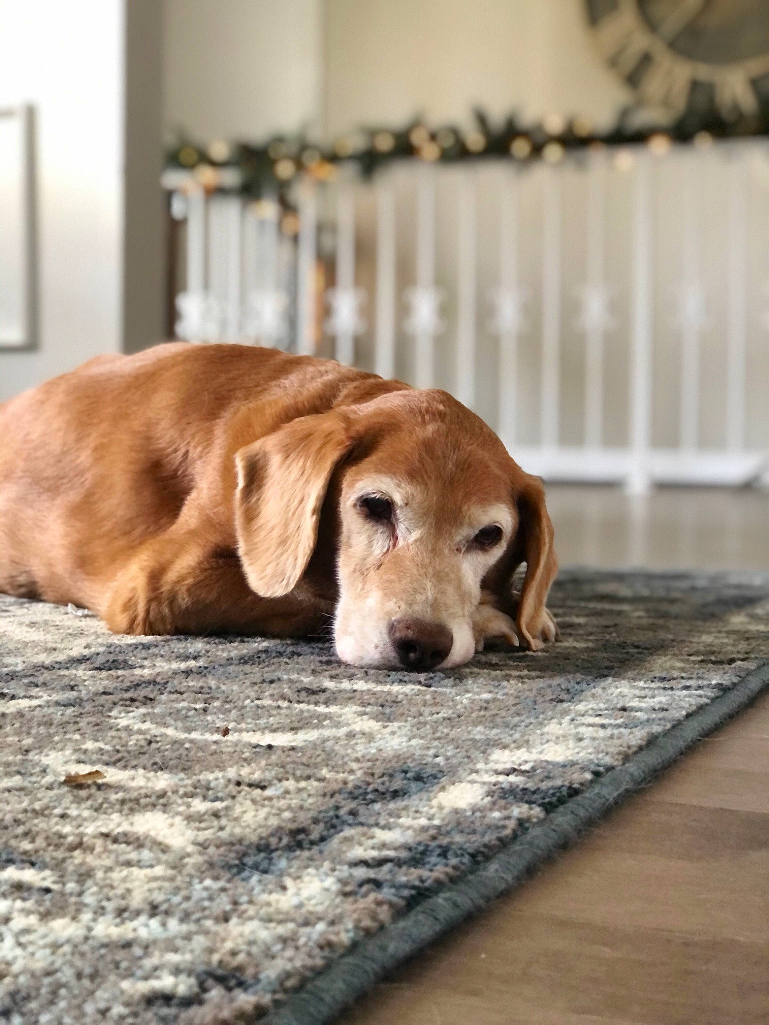 Honey is registered to the contest to win money with this photo: canidae, carnivore, companion_dog, dog, dog_breed, fawn, fence, floor, flooring, fur, gun_dog, hardwood, liver, pet_supply, plank, snout, sporting_group, terrestrial_animal, wood, working_animal