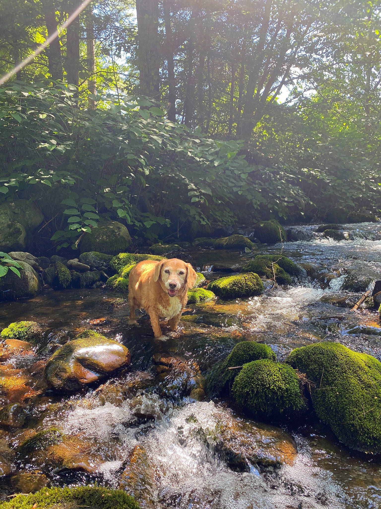 Honey is registered to the contest to win money with this photo: bank, carnivore, creek, dog, fawn, fluvial_landforms_of_streams, forest, grass, landscape, natural_landscape, people_in_nature, plant, riparian_zone, spring, stream, tree, water, water_resources, waterway, working_animal