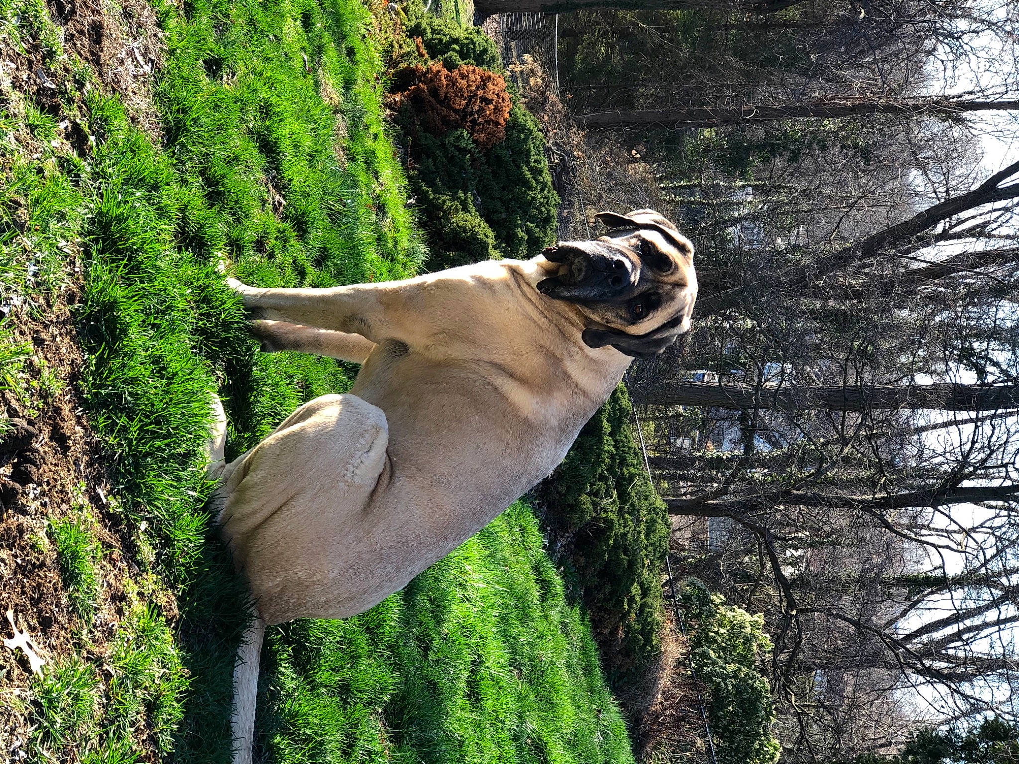 Hugo joined the competition — help win amazing prizes! adventure, collar, companion_dog, dog, dog_breed, dog_collar, eyewear, fawn, grass, jaw, kudu, plant, snout, tail, terrestrial_animal, tree, trunk, wildlife, wood, working_animal