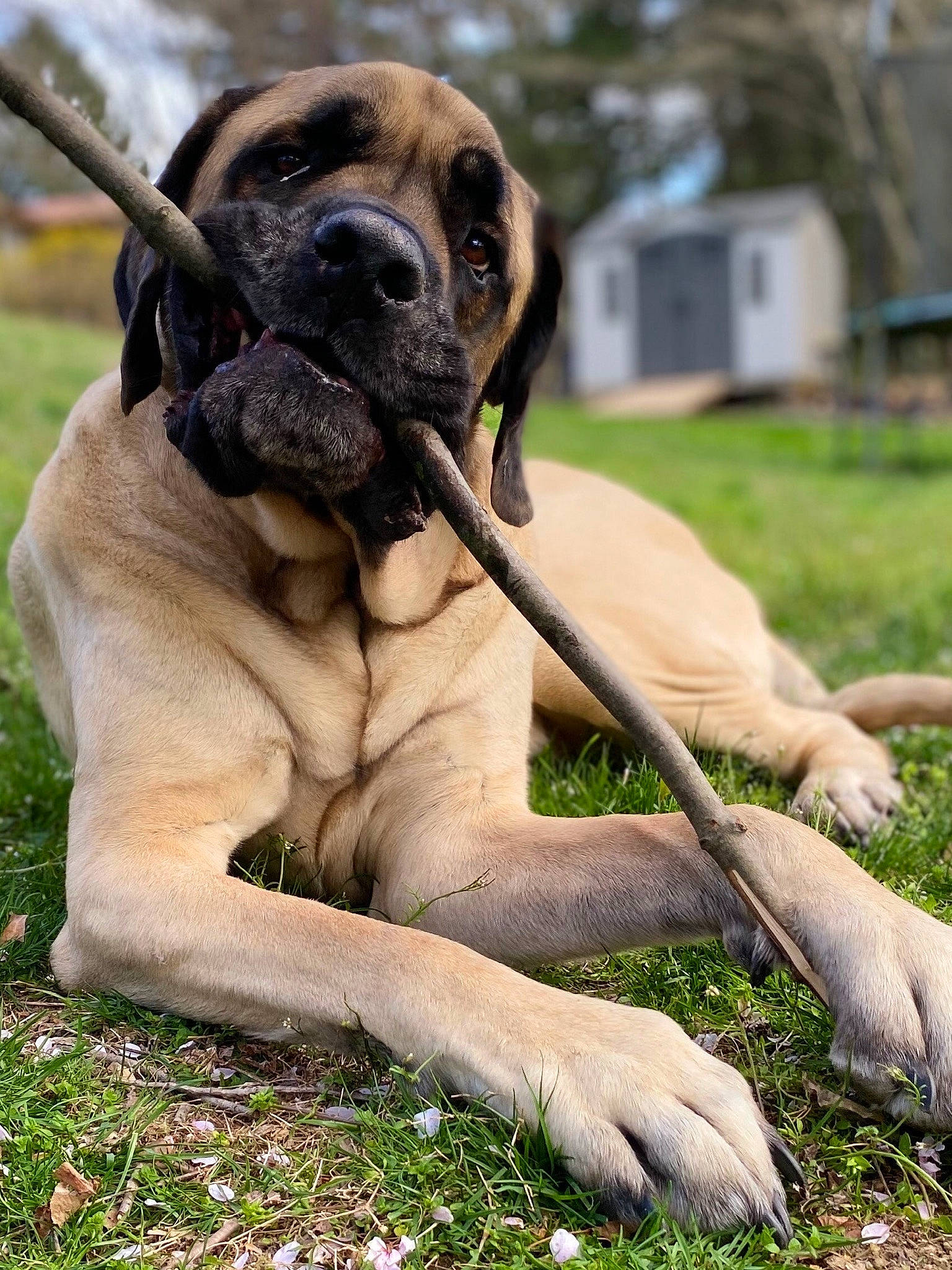 Hugo joined the competition — help win amazing prizes! biting, carnivore, collar, companion_dog, dog, dog_breed, dog_collar, fawn, grass, guard_dog, liver, molosser, paw, plant, sporting_group, tail, terrestrial_animal, wildlife, working_animal, wrinkle