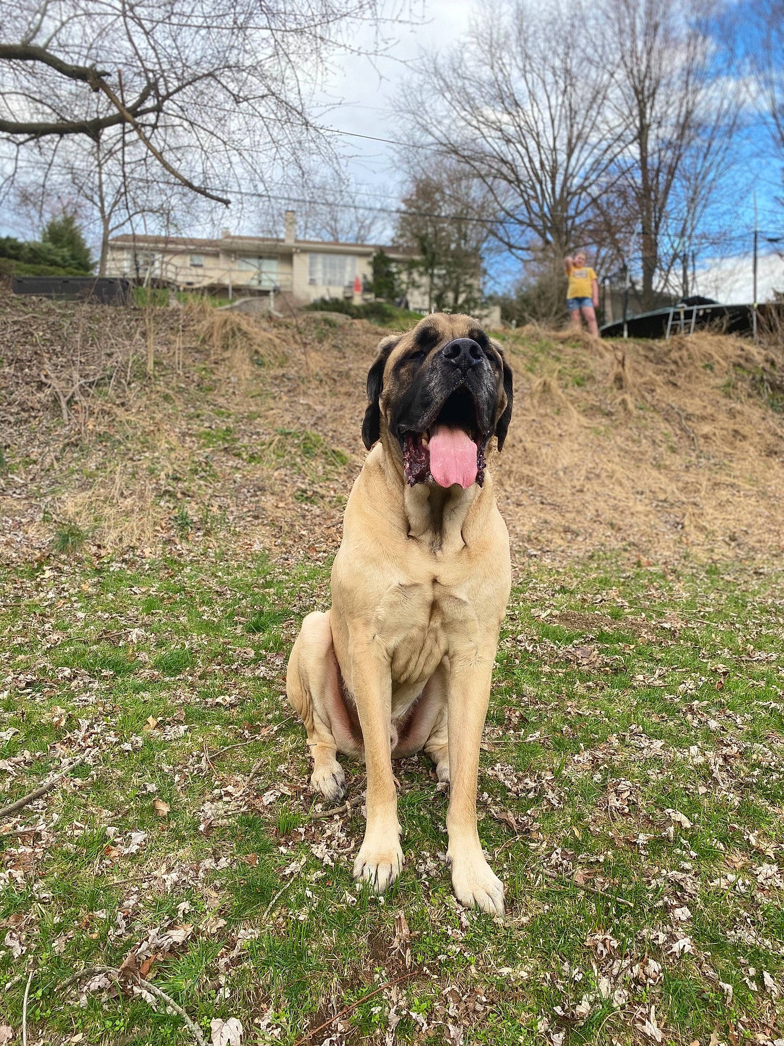 Hugo joined the competition — help win amazing prizes! canidae, carnivore, cloud, collar, companion_dog, dog, dog_breed, fawn, grass, guard_dog, gun_dog, molosser, plant, sky, snout, sporting_group, tail, tree, working_animal, working_dog