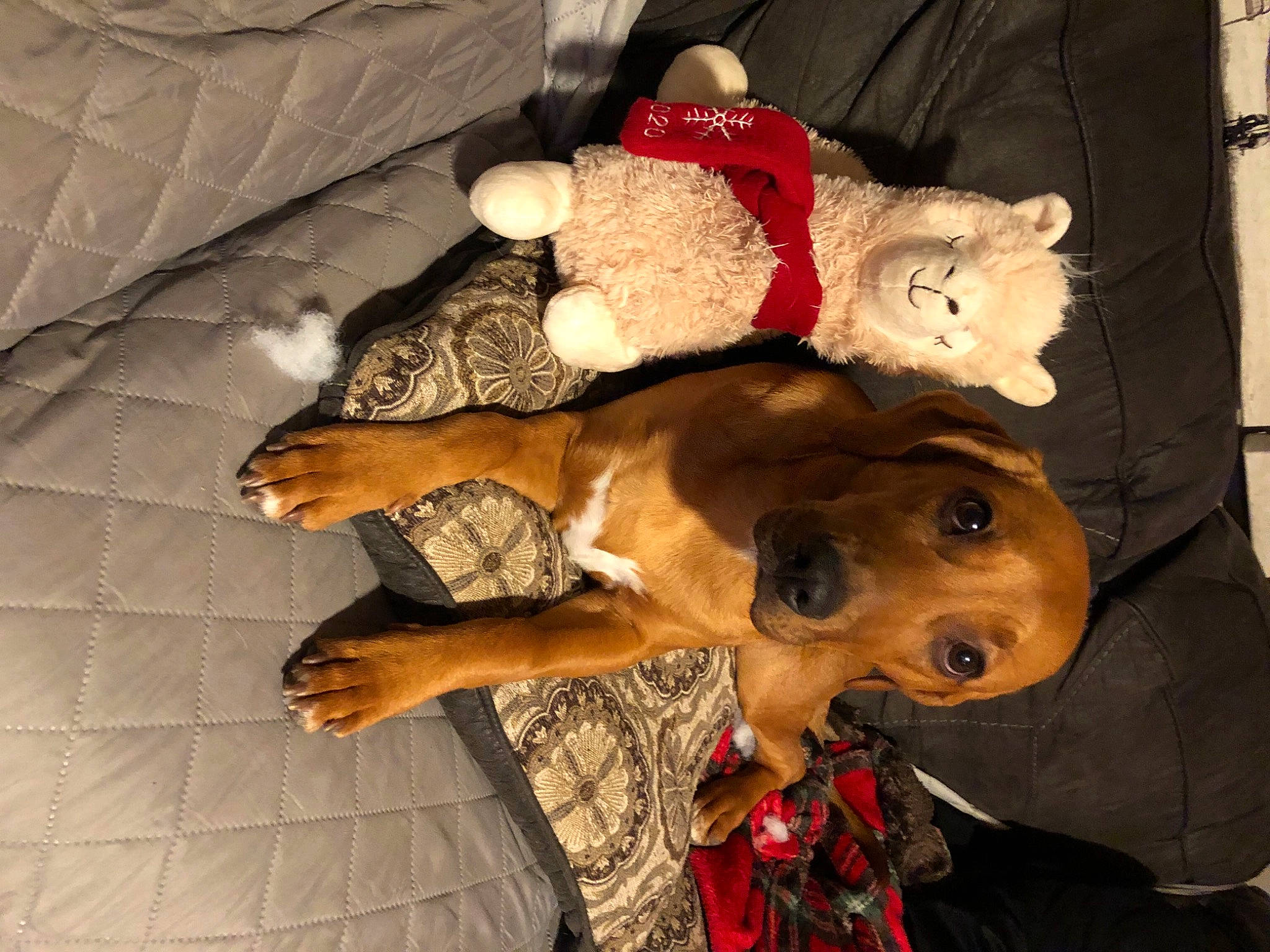 Millie is registered to the contest to win money with this photo: art, canidae, companion_dog, fashion_design, fawn, felidae, fur, hat, headgear, linens, mask, plush, room, sporting_group, stuffed_toy, textile, toy, visual_arts, wood, working_animal