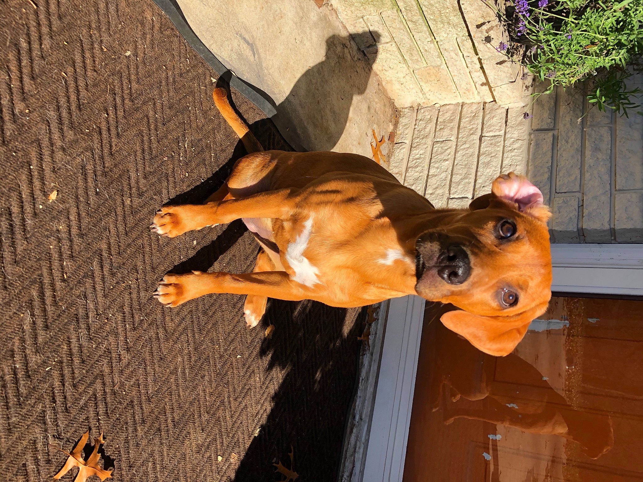 Millie joined the competition — help win amazing prizes! canidae, carnivore, collar, companion_dog, dog, dog_breed, dog_collar, dog_supply, fawn, fun, guard_dog, liver, non_sporting_group, plant, snout, sporting_group, tail, wood, working_animal, working_dog