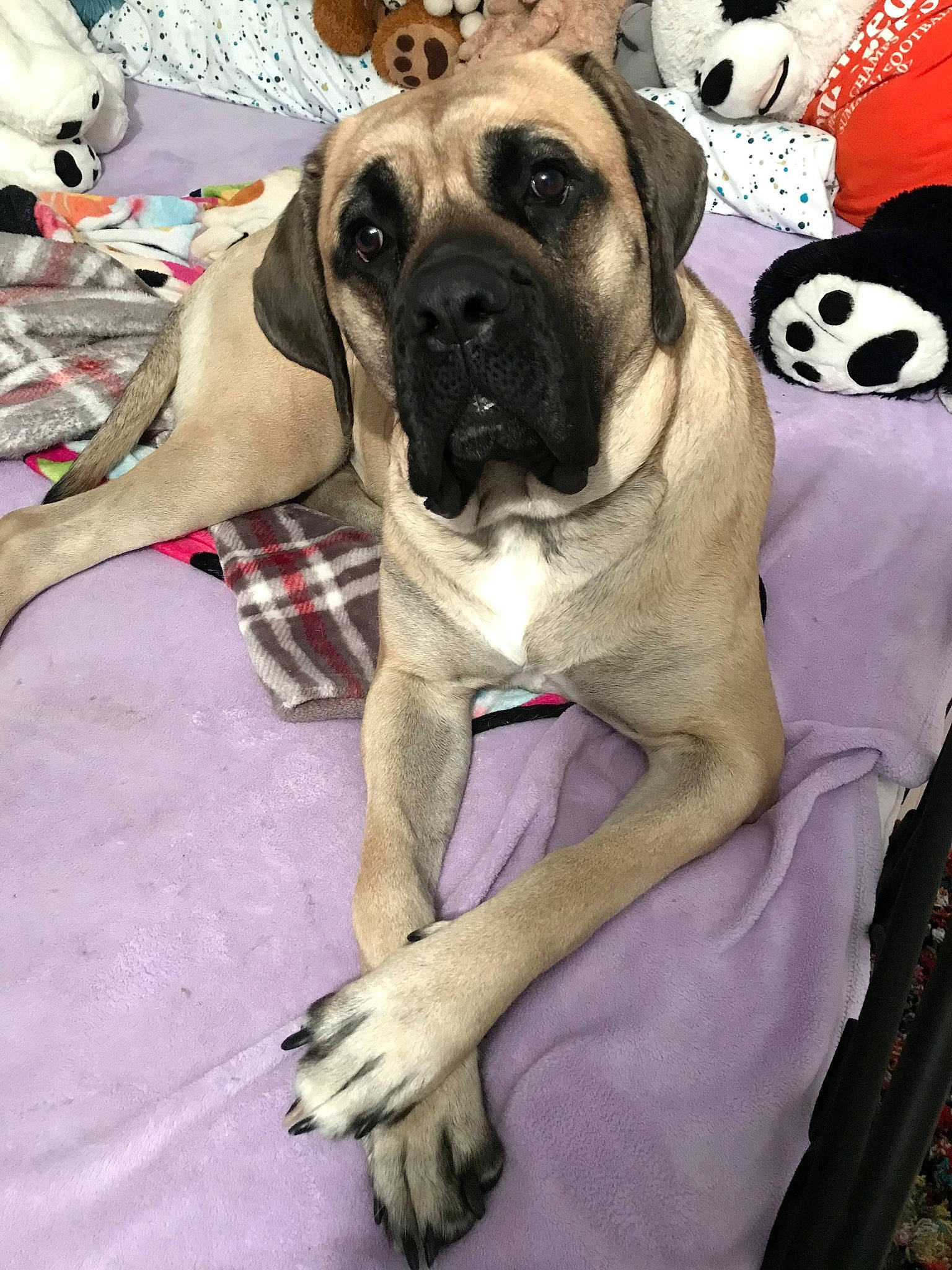 Winnie joined the competition — help win amazing prizes! canidae, carnivore, collar, comfort, companion_dog, dog, dog_breed, dog_collar, dog_supply, fawn, fur, linens, mammal, panda, pet_supply, pug, snout, vertebrate, working_animal, wrinkle