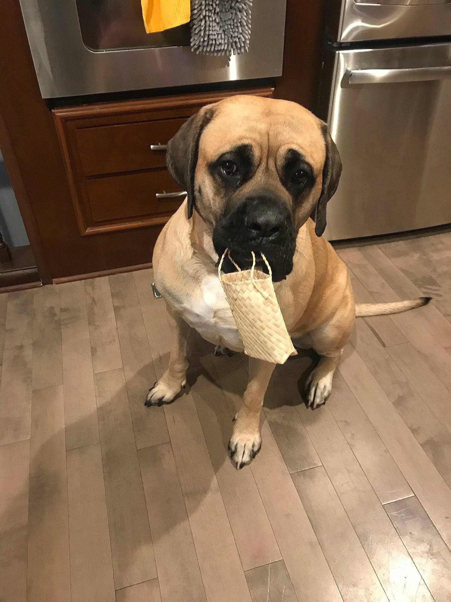 Winnie joined the competition — help win amazing prizes! carnivore, collar, companion_dog, dog, dog_breed, dog_collar, dog_supply, fawn, floor, flooring, hardwood, paw, pet_supply, pug, snout, sporting_group, toy_dog, wood, working_animal, wrinkle